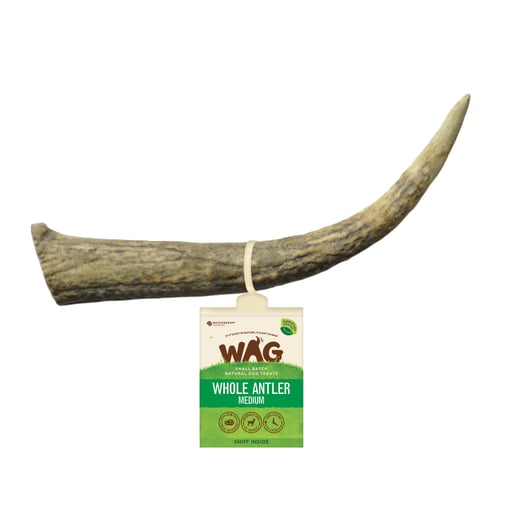 whole-medium-antler-1