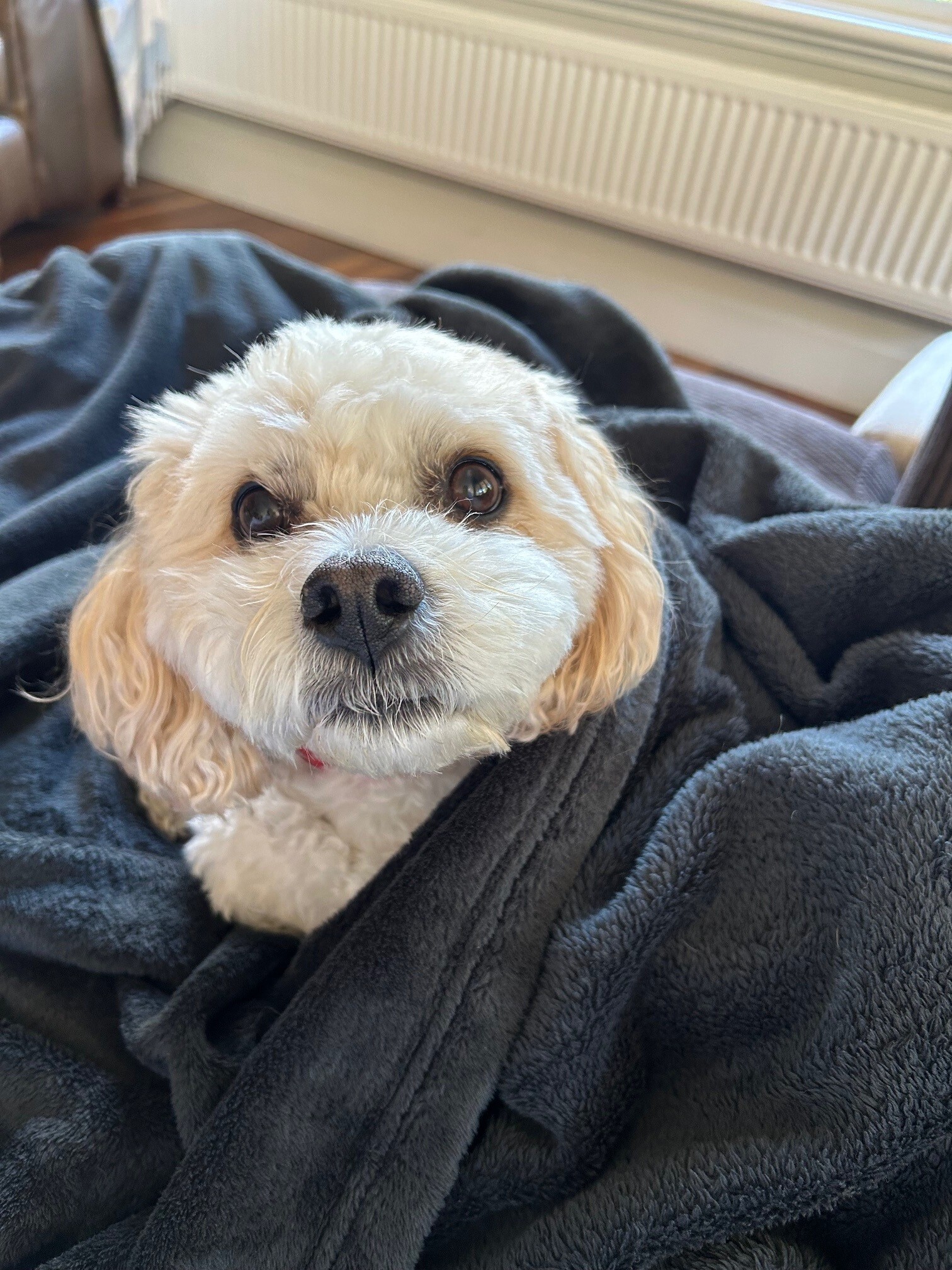 Charlie on the couch