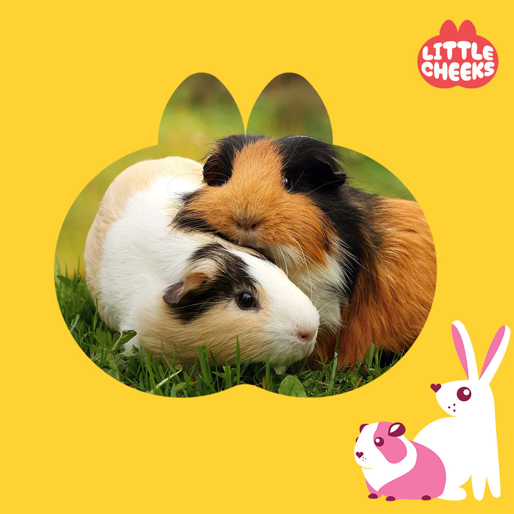 LittleCheeks brochure