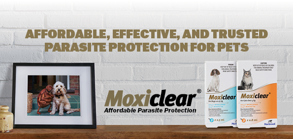 Moxiclear Eastern Blog Elements-Dog Frame Banner